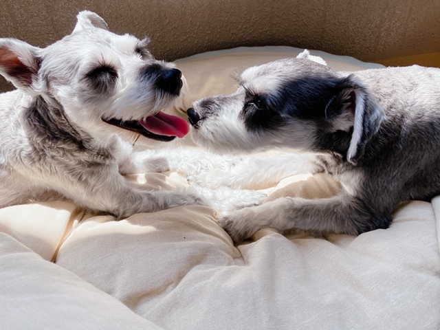 犬のいるヨガスタジオpono Yoga Pono Yoga 愛媛県松山市のヨガ教室 ポノヨガ